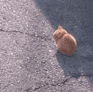 🐈 9c015524 chat, animal, animal de compagnie, chat roux, rue, assis, félin telegram sticker