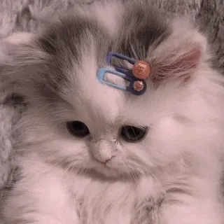 🐈 b1603d27 chaton, chat, mignon, animal, animal de compagnie, duveteux telegram sticker