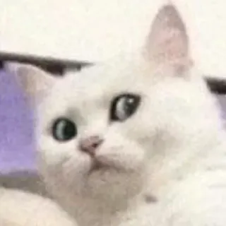 🐈 bb313dd0 chat, chat blanc, animal, animal de compagnie, mignon, drôle telegram sticker