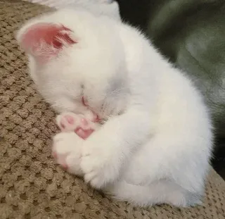 🐈 bef89f28 chat, chaton, dormir, mignon, animal, blanc, animal de compagnie telegram sticker