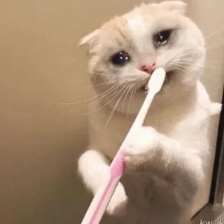 🐈 c1603251 chat, triste, brosse à dents, mignon, animal, animal de compagnie telegram sticker