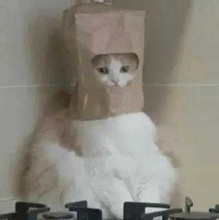 🐈 c3726f4b chat, sac en papier, animal de compagnie, animal, mignon, drôle, animal domestique telegram sticker