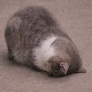 🐈 c51a7d66 chat, animal, animal domestique, félin telegram sticker