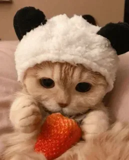 🐈 ce951b90 chat, fraise, chapeau panda, mignon, animal, animal de compagnie telegram sticker