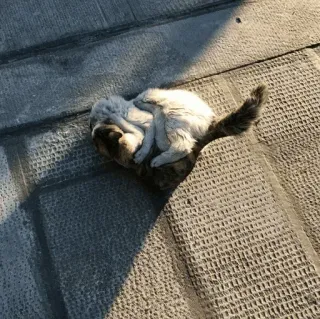 🐈 f3c43471 chat, félin, animal, mammifère, animal domestique, mignon telegram sticker