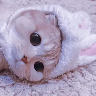 🐈 f6f63b9c chat, chaton, animal, mignon, lapin, animal de compagnie telegram sticker