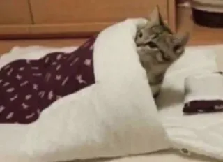 🐈 f8e42dc2 chat, couverture, mignon, animal, animal de compagnie, chat domestique telegram sticker