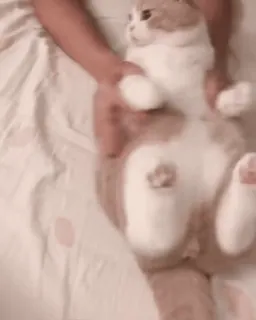 😺 02284c0e แมว, สัตว์เลี้ยง, สัตว์, สัตว์เลี้ยง, น่ารัก, สัตว์เลี้ยงลูกด้วยนม telegram sticker