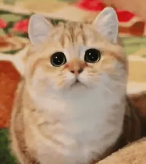 😺 09ef6320 แมว, น่ารัก, สัตว์เลี้ยง, สัตว์, ลูกแมว, แมวบ้าน telegram sticker