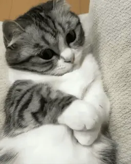 😺 0d001803 แมว, ลูกแมว, น่ารัก, สัตว์, สัตว์เลี้ยง, สัตว์เลี้ยงในบ้าน, น่าเอ็นดู telegram sticker