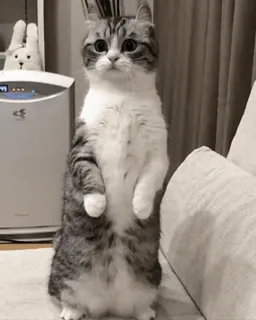 😺 153b753e แมว, สัตว์, น่ารัก, แมวยืน, สัตว์เลี้ยง, สัตว์เลี้ยง telegram sticker