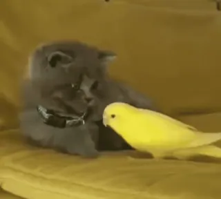 😺 1e678008 แมว, นก, ลูกแมว, นกแก้ว, สัตว์, มิตรภาพ telegram sticker