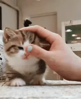 😺 23a1a143 ลูกแมว, แมว, สัตว์เลี้ยง, น่ารัก, สัตว์, แมวบ้าน, สัตว์ตระกูลแมว telegram sticker