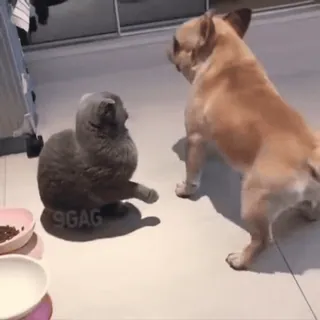 😺 2bec3799 9GAG แมว, หมา, สัตว์, 9gag, สัตว์เลี้ยง, ขำขัน telegram sticker