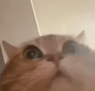 😺 3b1b676e แมว, สัตว์เลี้ยง, สัตว์, แมว, ภาพระยะใกล้, แมวบ้าน telegram sticker