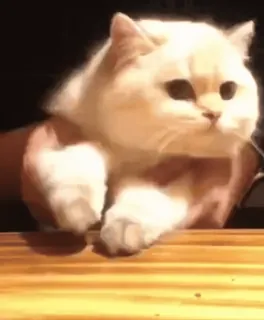 😺 48a9a5d9 แมว, สัตว์เลี้ยง, น่ารัก, สัตว์ telegram sticker