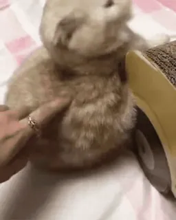 Kitten 😸 گوربه @SharedNewFolder telegram stickers