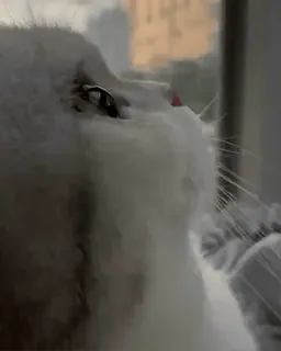 😺 507810a9 แมว, สัตว์, สีขาว, มองขึ้น telegram sticker