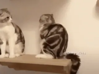 😺 614fdd85 แมว, สัตว์, ลูกแมว, สัตว์เลี้ยง, แมว telegram sticker