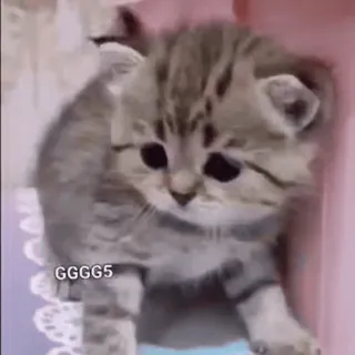 😺 7e310efb GGGG5 ลูกแมว, แมว, น่ารัก, สัตว์, สัตว์เลี้ยง telegram sticker