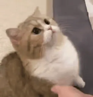 😺 82b377ee แมว, สัตว์เลี้ยง, สัตว์, น่ารัก, สัตว์เลี้ยง, สัตว์ตระกูลแมว telegram sticker