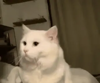😺 8c853aa7 แมว, แมวขาว, สัตว์เลี้ยง, สัตว์, แมวบ้าน, สัตว์ตระกูลแมว telegram sticker