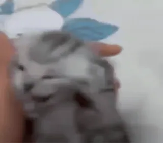 😺 8fc72f44 telegram sticker