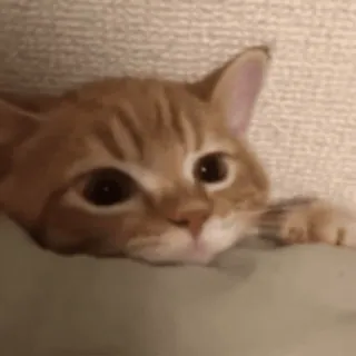 😺 9a0a111b แมว, ลูกแมว, แมวส้ม, สัตว์เลี้ยง, สัตว์, น่ารัก telegram sticker