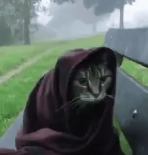 😺 9c437da7 แมว, สัตว์, สัตว์เลี้ยง, มีฮู้ด, ผ้าห่ม, ม้านั่ง, กลางแจ้ง, นั่ง telegram sticker