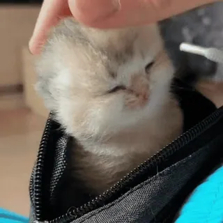 😺 b4ebee19 ลูกแมว, แมว, น่ารัก, สัตว์, สัตว์เลี้ยง, เล็ก, พกพา telegram sticker