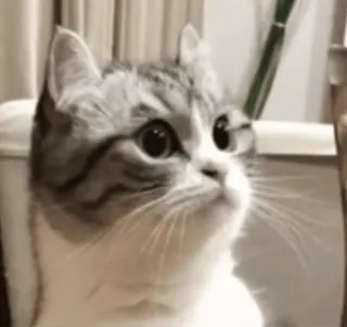 😺 cbd2dbc9 แมว, ลูกแมว, น่ารัก, สัตว์, สัตว์เลี้ยง, แมวบ้าน, ลายสลิด telegram sticker