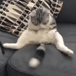 😺 dbd0f95d แมว, สัตว์, สัตว์เลี้ยง, สัตว์เลี้ยง telegram sticker