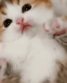 😺 e464a138 ลูกแมว, แมว, น่ารัก, สัตว์เลี้ยง, สัตว์, แมวบ้าน, เล็ก telegram sticker