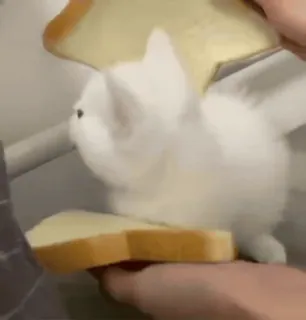 😺 e5be8150 แมว, ลูกแมว, ขนมปัง, แซนวิช, น่ารัก, ตลก telegram sticker