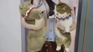 😸Kitten 2 گوربه😸 @SharedNewFolder telegram stickers