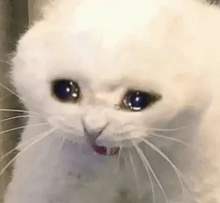 🥺 0a56b1d6 cat, crying, sad, white cat, emotions, meme telegram sticker