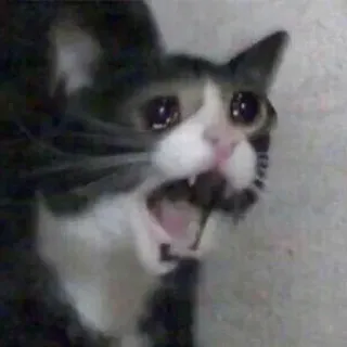 🤬 0e3bdd7f cat, crying, meme, animal, sad telegram sticker