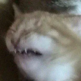 😩 ea3497f4 cat, animal, teeth, pet, feline telegram sticker