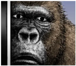 Gorilla Gorilla 3 whatsapp stickers