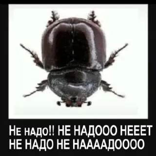 Aboba6 (https://t.me/addstickers/DAMN_BIRD) whatsapp stickers