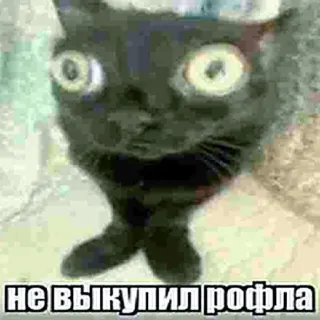 😶 89608511 НЕ ВЫКУПИЛ РОФЛА chat, mème, russe, drôle telegram sticker