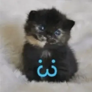 😇 e820fb63 chaton, mignon, chat, animal de compagnie, animal, uwu telegram sticker