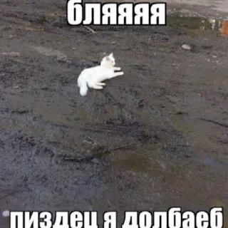 😭 ee19554a бляяяя
пиздец я долбаеб chat, boue, russe, offensant, argot telegram sticker