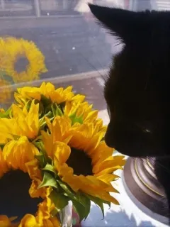 taanukii's sweet pack ✿✿ : @selfiesofthesoul telegram stickers