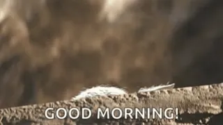 🟢 df633c87 GOOD MORNING! Gruß, Guten Morgen, Tag, Positiv, Nachricht whatsapp sticker