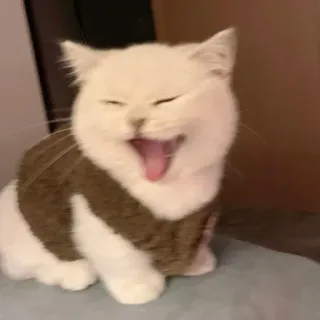 🐾 1ce4e491 kot, ziewanie, słodki, zwierzę, sweter whatsapp sticker