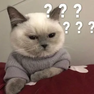🐾 7b46bee7 ??? kot, zdezorientowany, znaki zapytania, zwierzę domowe, myślenie whatsapp sticker