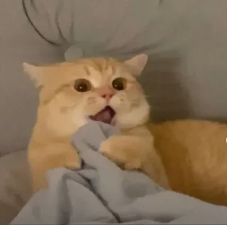 🐾 a88859cb kot, przestraszony, zwierzę, pomarańczowy, słodki, śmieszny, zwierzak whatsapp sticker