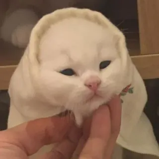 🐾 c9137b8f kot, kociak, biały, słodki, zwierzę whatsapp sticker