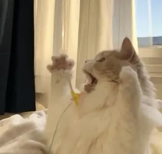 🐾 dc0a0c48 kot, kotek, rozbrykany, zwierzę, zwierzak, słodki whatsapp sticker